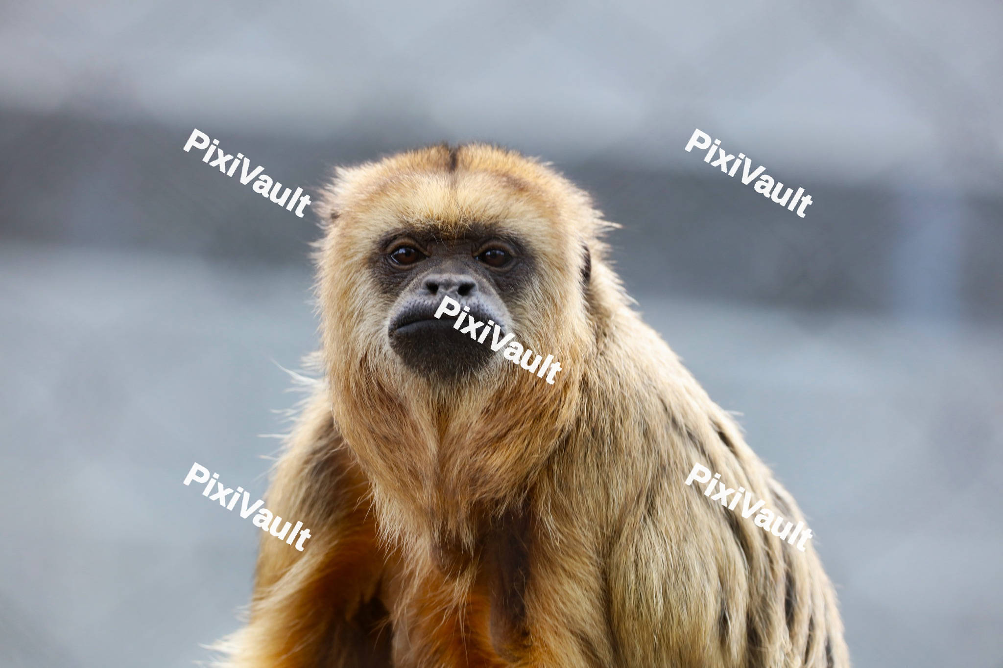 Ginger Monkey